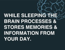 Memory storage and information processing occurs while sleeping